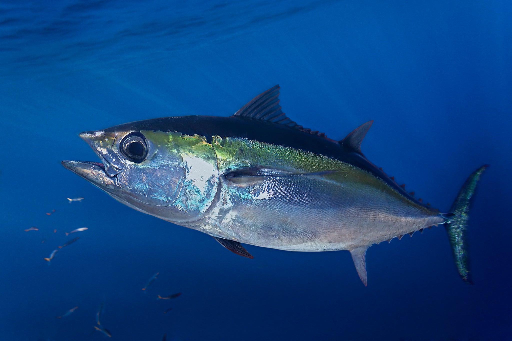 How to Catch Blackfin Tuna - Blog - Reel Em Up Lures - Reel 'Em Up